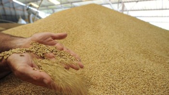 Как аграрию не попасть впросак при продаже зерна?