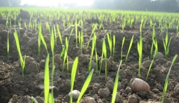 В Дагестане яровые засеяны на площади 24 тысячи га