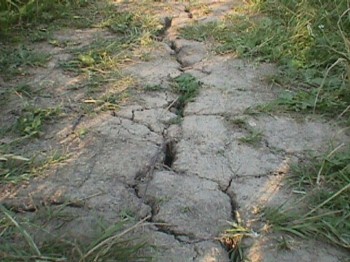 В южных районах Тульской области сложилась непростая ситуация с озимыми