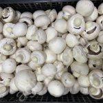 Шампиньоны раскрытые