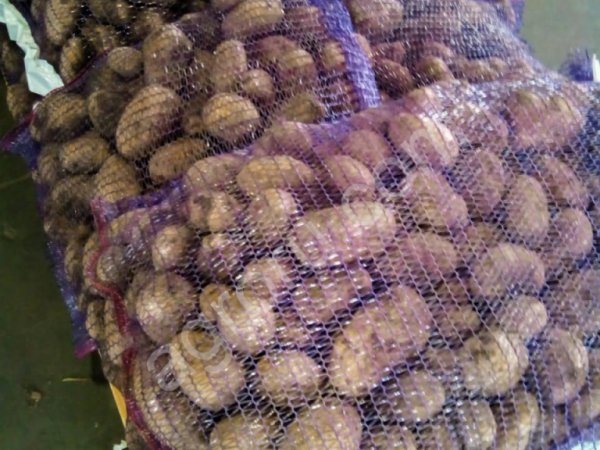 Картофель сорта ЯНКА оптом от 20 тонн