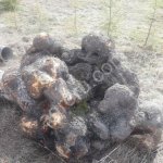 кап березовый