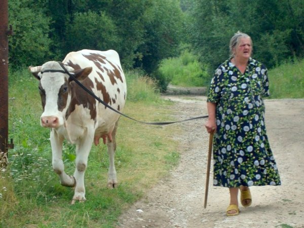 Забайкалье: ветеринары смогли осмотреть коров только после суда