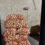 Лук репчатый