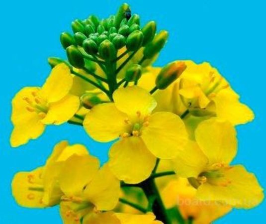 Индия увеличит импорт рапсового масла в 2011/12 МГ почти в 18 раз