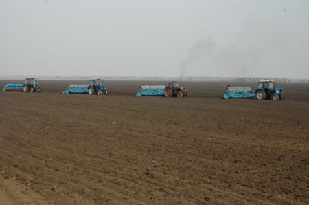 Украина: на 17 мая 2012 г. сохранилось 69% посевов озимого рапса