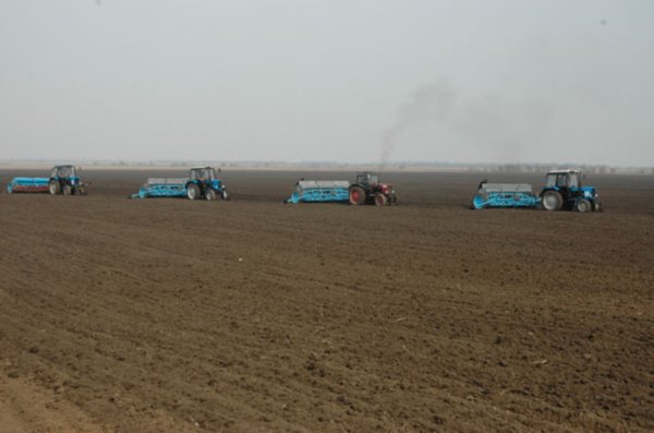 Украина: на 17 мая 2012 г. сохранилось 69% посевов озимого рапса