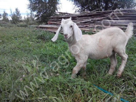 козлик нубиец