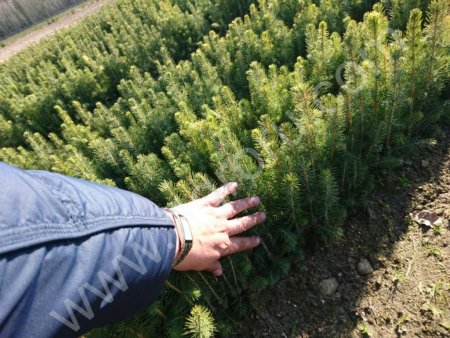 Сеянцы ели 2 года