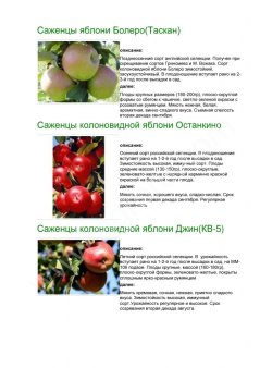 колоновидные сорта фруктовых деревьев