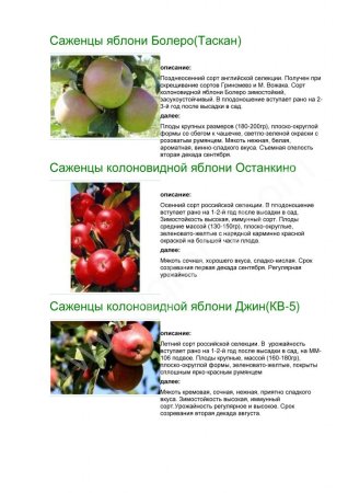 колоновидные сорта фруктовых деревьев