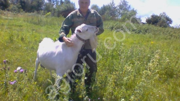 Зааненские козы