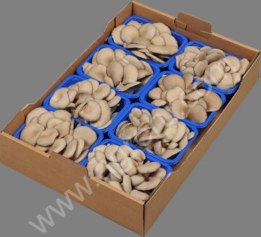 Грибы Вешенки Свежие и Замороженные