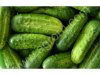 Огурцы тепличные