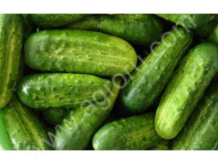Огурцы тепличные