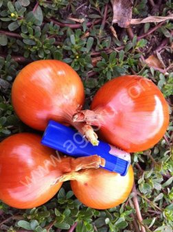 Лук репчатый фазированый сорт пандера