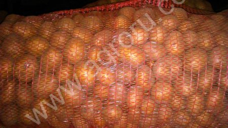 картофель семенной, сорт Гала 3 репр., 4+