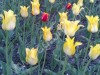 луковицы тюльпанов, средний и мелкий опт