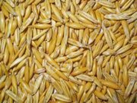 Овес сорт Кречет