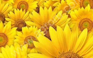 Биопрепараты и биоудобрения производства стимикс и бту