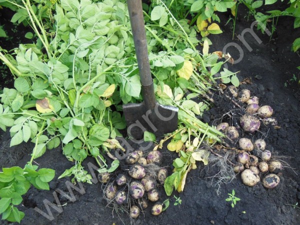 Семенной картофель новых жаро-засухоустойчивых сортов