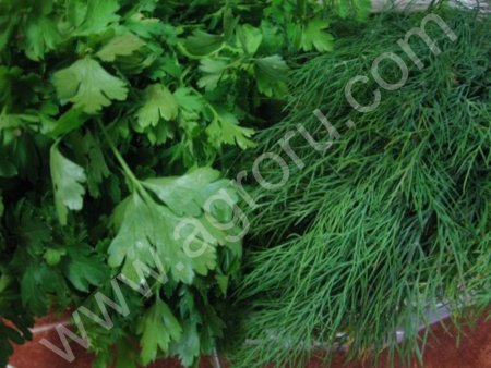Свежая зелень, Укроп, Петрушка
