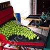 Линия для сортировки и калибровки фруктов, яблок УКФ-1.6Ф. Калибровка и сортировка яблок и овощей