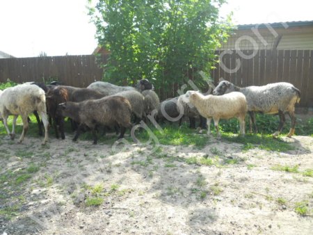 бараны и овцы
