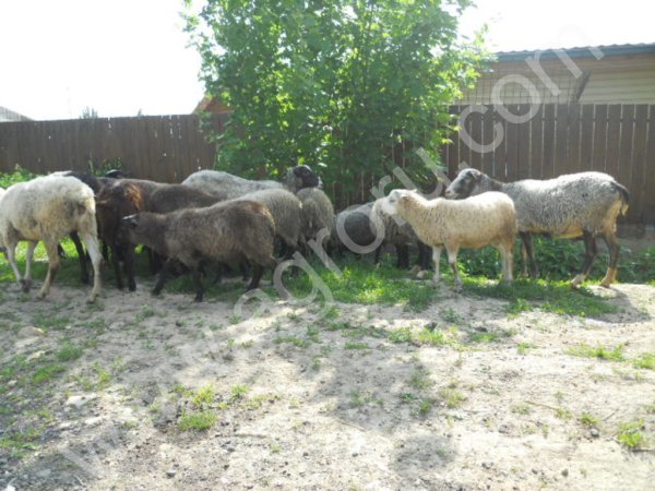 бараны и овцы