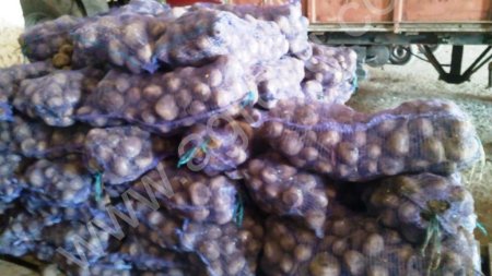 свекла новый урожай