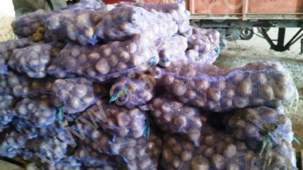 свекла новый урожай