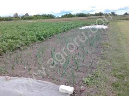 Продукты из деревни