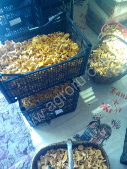 ГРИБ ЛИСИЧКУ ОПТОМ!