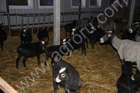 Фермерское хозяйство