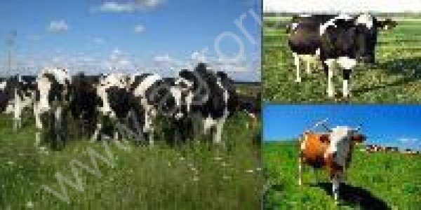 КРС НА убой