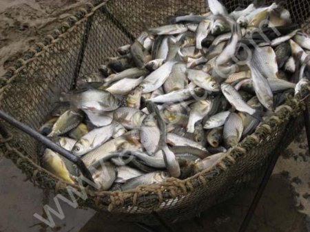 малек карпа, толстолобика