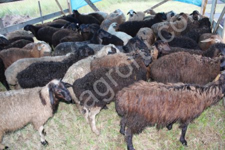 Бараны Эдильбаевские - Курдючные, живой вес