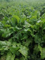 Свекла столовая