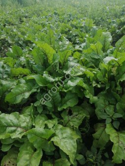 Свекла столовая