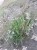Травы Кыргызстана оптом ятрышник корень Шиповник радиолак розовая корень  бесмнртник