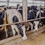 Крупного Рогатого Скота