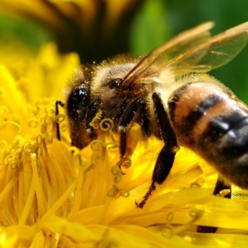 В Орловской области возбудили уголовное дело из-за массовой гибели пчел