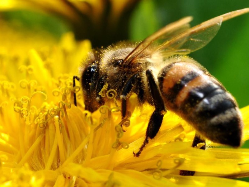 В Орловской области возбудили уголовное дело из-за массовой гибели пчел
