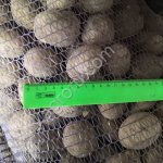 Картофель сорта Королева Анна,Бриз