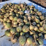 Редька маргеланская зеленая КРУПНЫЙ ОПТ