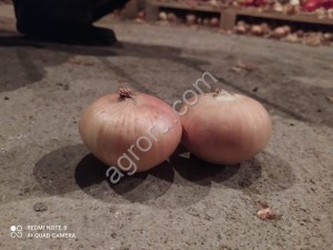 Onion