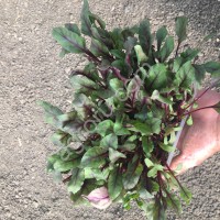 Руккола, пакцой, мезуна, горчица, салат афицион, мангольд