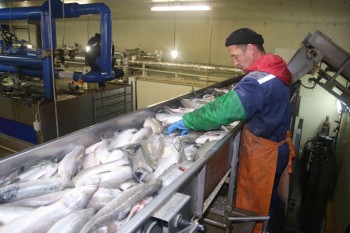 Рыбаки против контейнеров, - Краткий обзор рынка рыбы