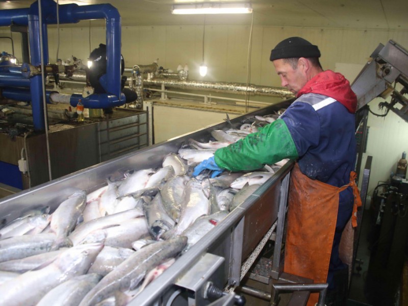 Рыбаки против контейнеров, - Краткий обзор рынка рыбы