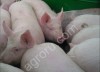 Свинина оптом от производителя живок